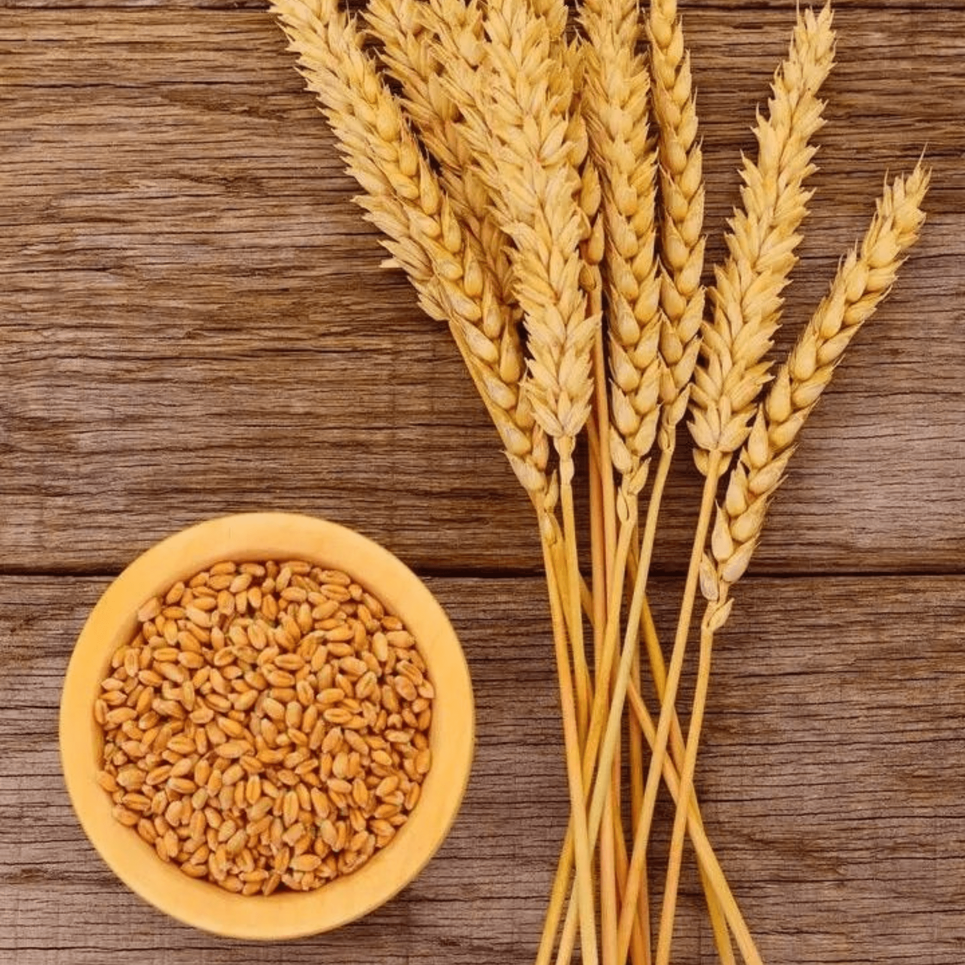 AGRA WHEAT-min
