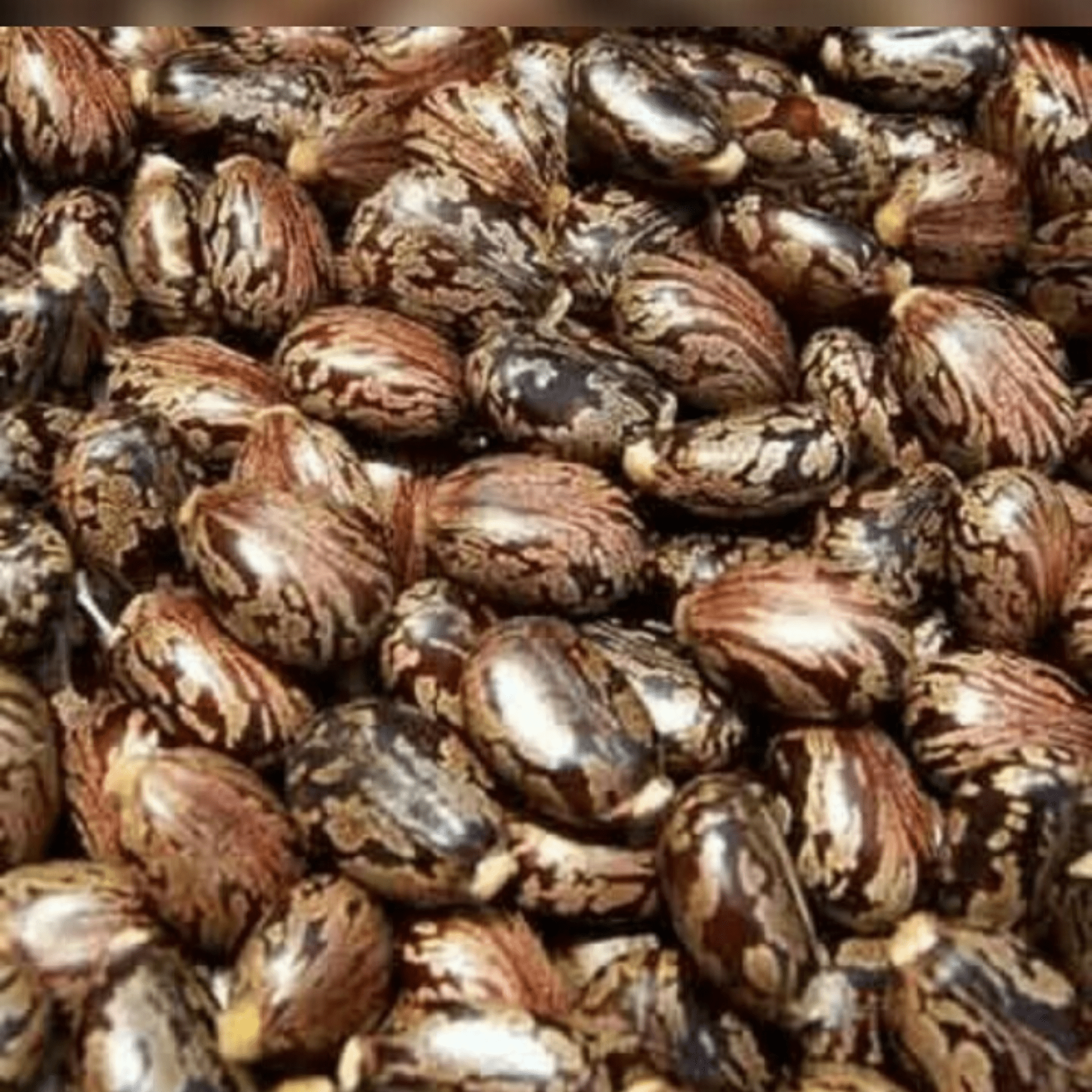 CASTOR SEEDS _ ARANDI SEEDS-min