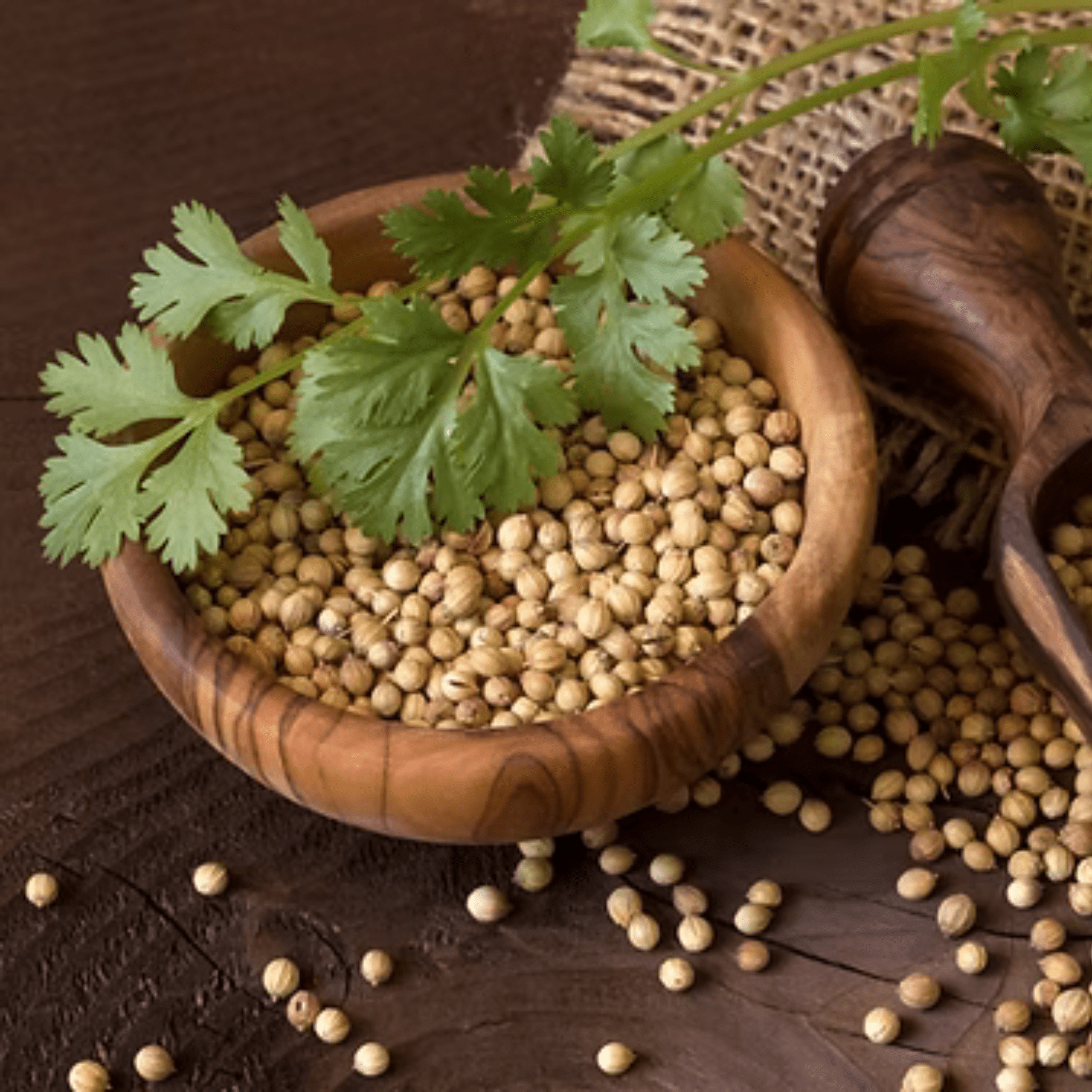 CORIANDER SEEDS _ DHANIA SABUT-min