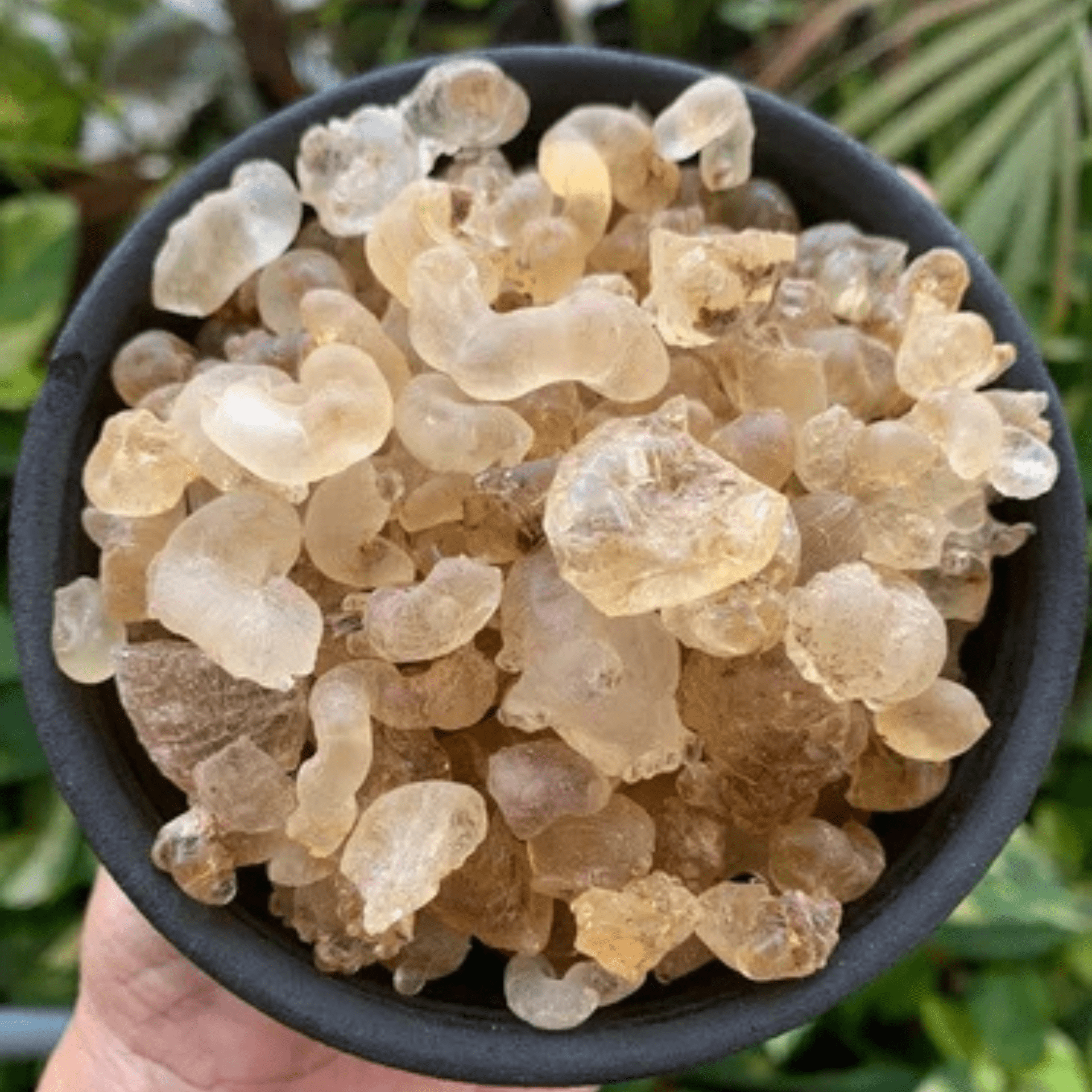 EDIBLE GUM _ GONDH-min
