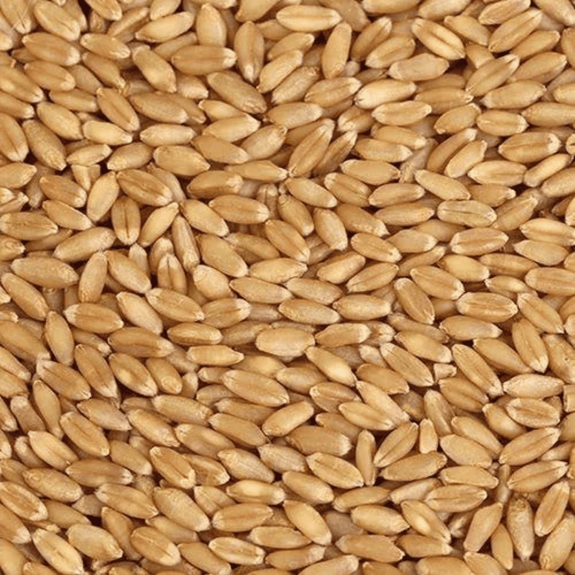MALVIYA WHEAT