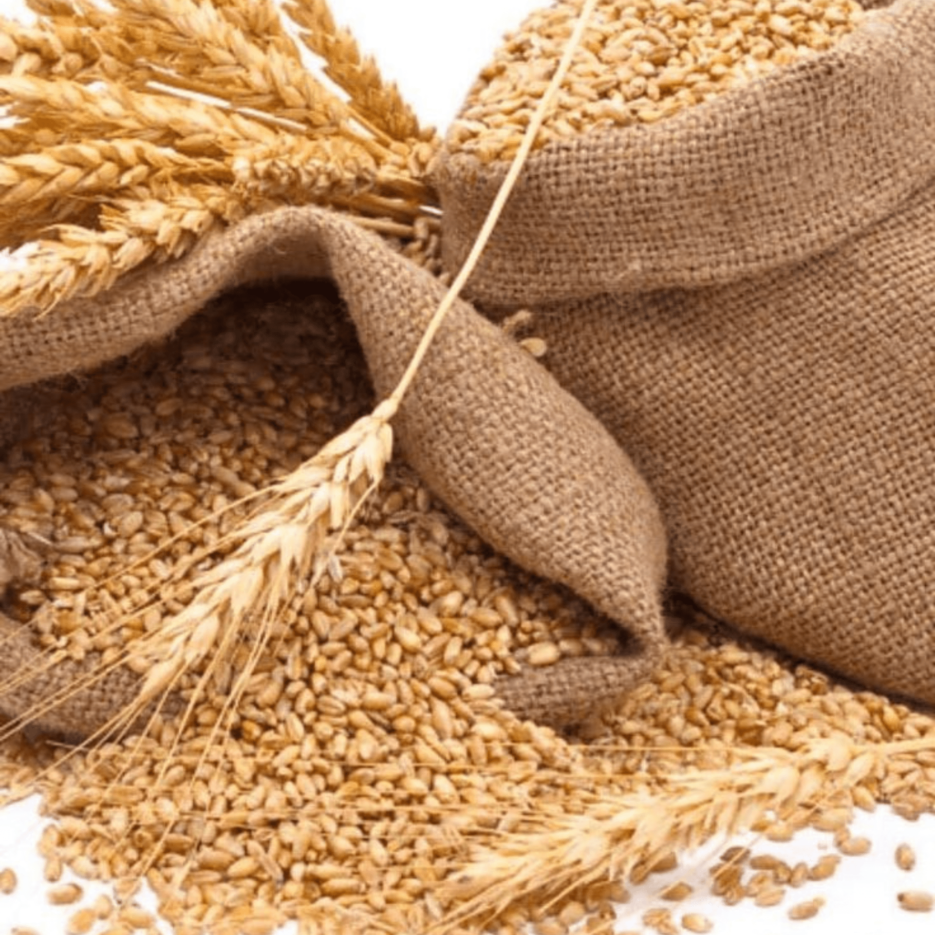 MEXICAN WHEAT _ KALUYAN SONA WHEAT-min