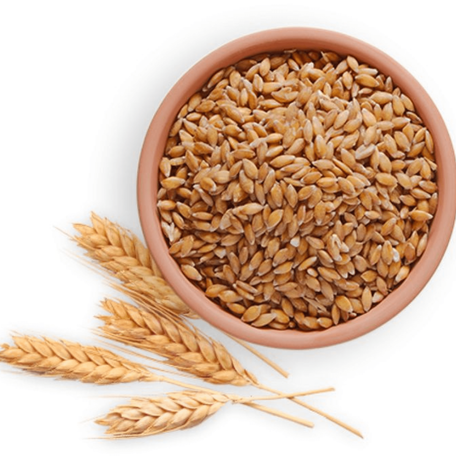 RAJWADI WHEAT-min