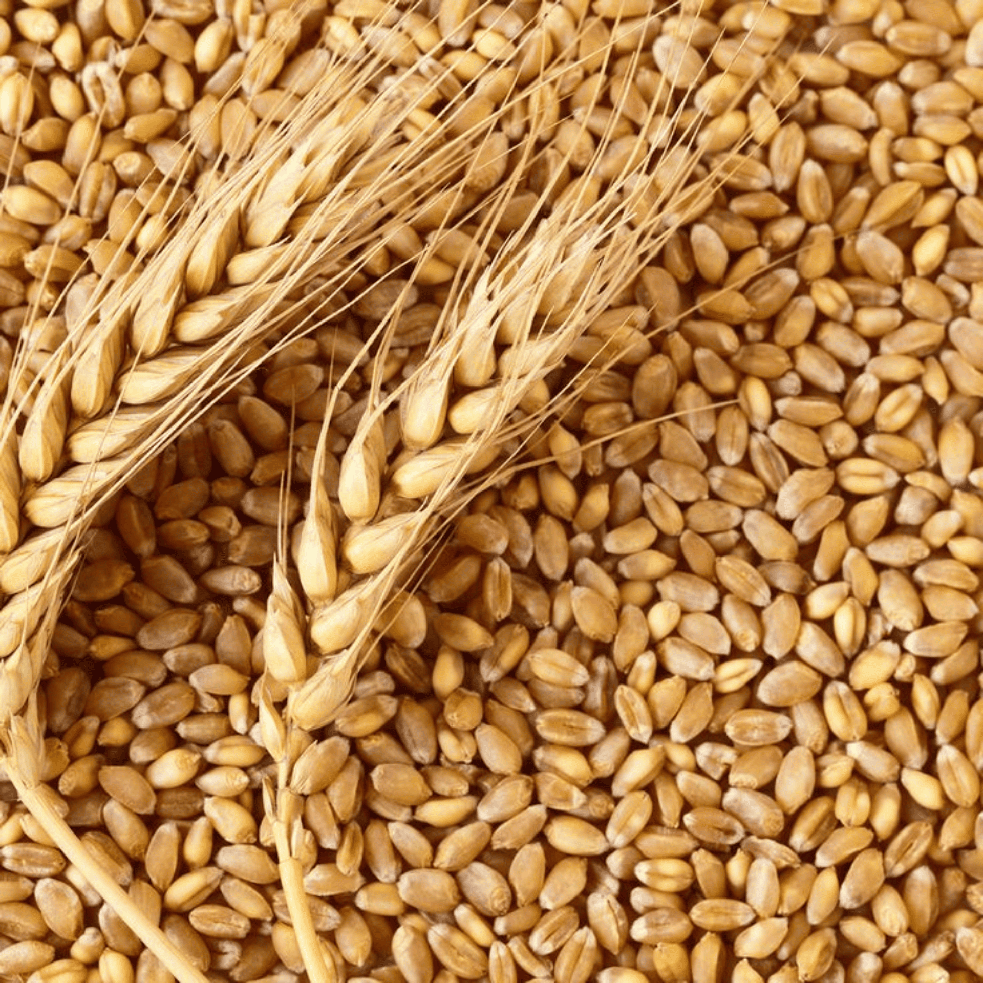 SHARBATI WHEAT