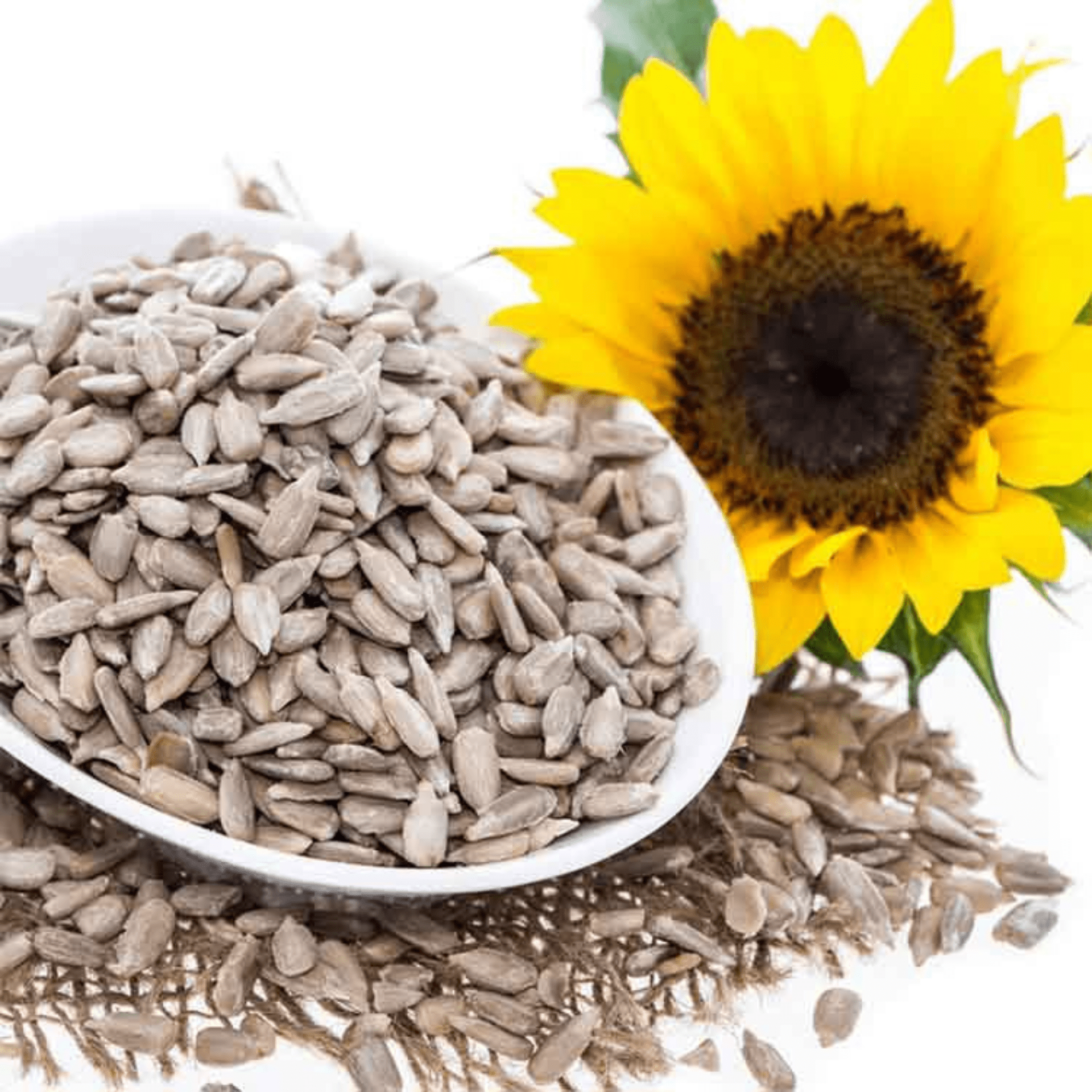 SUNFLOWER SEEDS _ SURAJMUKHI SEEDS-min
